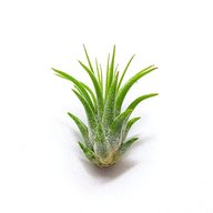 Air Plant-Tillandsia Ionantha Guatemala-Small Plant