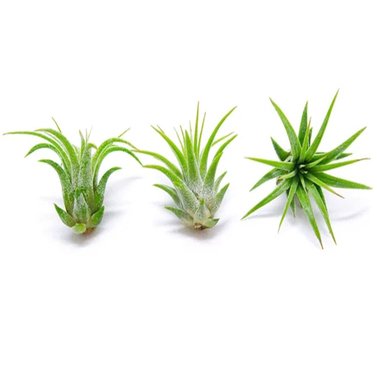 Air Plant-Tillandsia Ionantha Guatemala-Small Plant