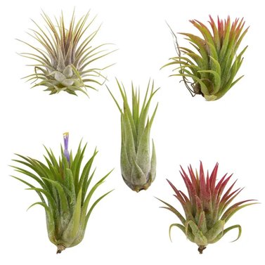 Air Plant-Tillandsia Ionantha Guatemala-Small Plant