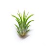 Air Plant-Tillandsia Ionantha Guatemala-Small Plant