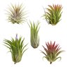 Air Plant-Tillandsia Ionantha Guatemala-Small Plant