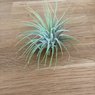 Air Plant-Tillandsia Ionantha Guatemala-Small Plant