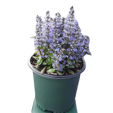 Ajuga Plant-Ajuga Reptans-Bugleweed-Blue Bugle-Bugleherb-Carpet Bugle