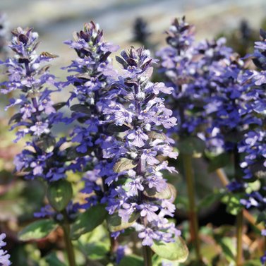 Ajuga Plant-Ajuga Reptans-Bugleweed-Blue Bugle-Bugleherb-Carpet Bugle