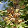 Almond -  Badaam - Prunus dulcis