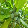 Almond -  Badaam - Prunus dulcis