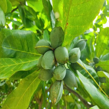 Almond -  Badaam - Prunus dulcis