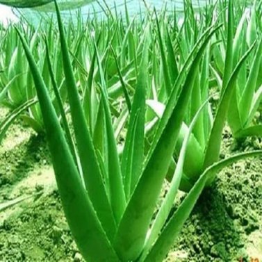 Aloe Vera - Aloe Barbadensis Miller