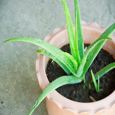 Aloe Vera - Aloe Barbadensis Miller