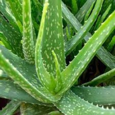 Aloe Vera - Aloe Barbadensis Miller