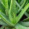 Aloe Vera - Aloe Barbadensis Miller