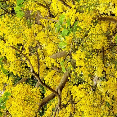 Cassia Fistula-Amaltas-Golden Shower Tree - Bahava