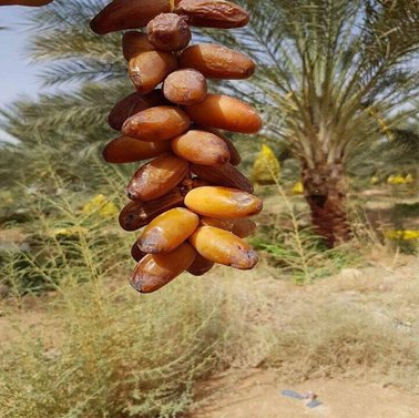 Ambar Khajur - Dakki khajur - Date Palm