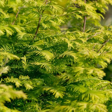 Dawn Redwood Tree - Metasequoia glyptostroboides