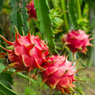 Dragon fruit - Selenicereus undatus