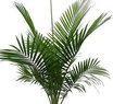 American Palm-Elaeis Oleifera