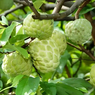 Custard Apple - Annona reticulata