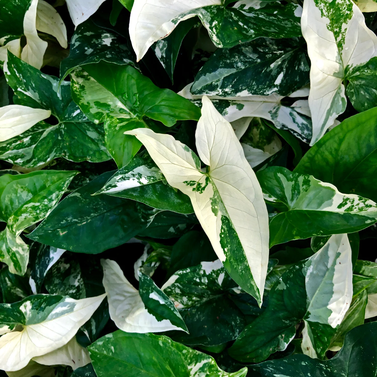 Syngonium Albo - Variegated Arrowhead Vine - Syngonium Podophyllum Albo