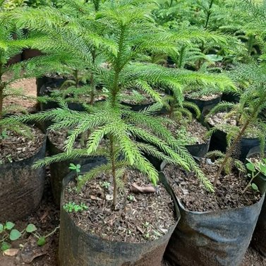 Araucaria Heterophylla-Arukaria