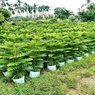 Araucaria Heterophylla-Arukaria