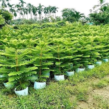 Araucaria Heterophylla-Arukaria