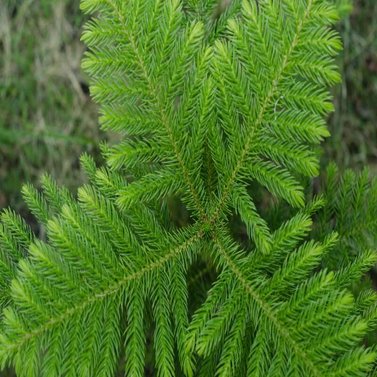 Araucaria Heterophylla-Arukaria