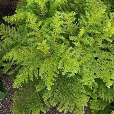 Araucaria Heterophylla-Arukaria