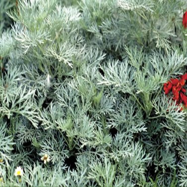 Mushk Waheed - Mushk Amber - Artemisia-Fragrant Plant