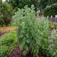 Mushk Waheed - Mushk Amber - Artemisia-Fragrant Plant