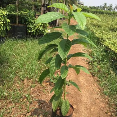 Avocado - Magar Nashpati - Makhanphal - Persea americana