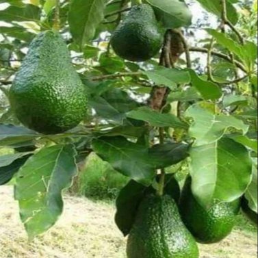 Avocado - Magar Nashpati - Makhanphal - Persea americana