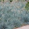 Blue Fescue Grass -  Festuca Glauca