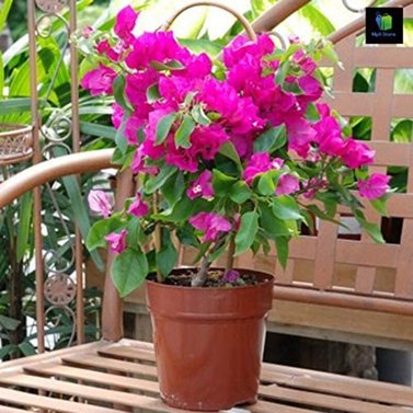 Bougainvillea Variegated - Climbers