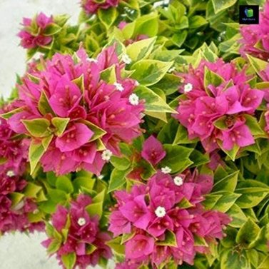 Bougainvillea Variegated - Climbers