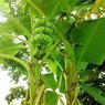 Banana Tree