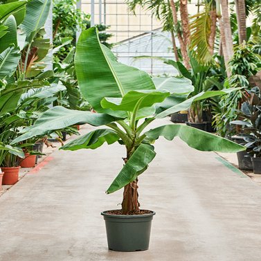 Banana Tree