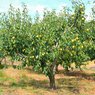 Pear - Nashpati - Pyrus Communis