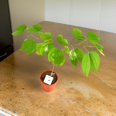 Kachnar-Bauhinia Blakeana - Medical Plant