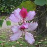 Kachnar-Bauhinia Blakeana - Medical Plant