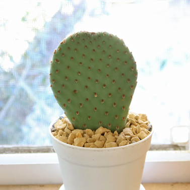 Beavertail Cactus - Beavertail Prickly Pear - Opuntia Basilaris