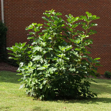 Fig - Injeer - Inzer, Hanjeer - Ficus Carica