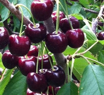 Cherry plum - Prunus cerasifera