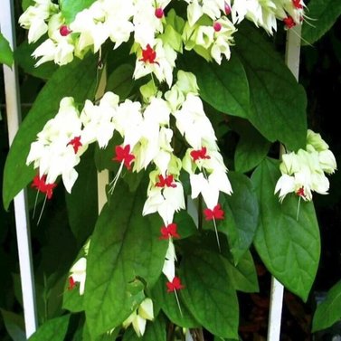 Bleeding Heart White Vine - Clerodendrum Thomsoniae