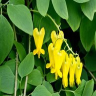 Bleeding Heart Yellow Vine - Clerodendrum Thomsoniae