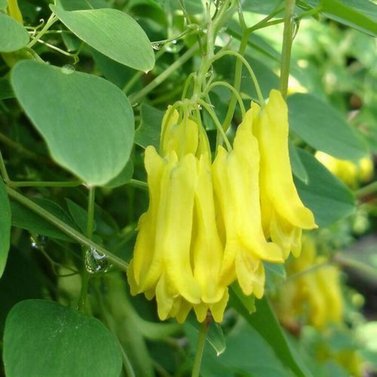 Bleeding Heart Yellow Vine - Clerodendrum Thomsoniae