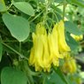 Bleeding Heart Yellow Vine - Clerodendrum Thomsoniae