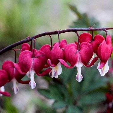 Bleeding Heart Red Vine - Clerodendrum Thomsoniae