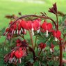 Bleeding Heart Red Vine - Clerodendrum Thomsoniae