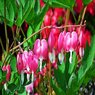 Bleeding Heart Red Vine - Clerodendrum Thomsoniae