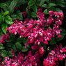 Bleeding Heart Red Vine - Clerodendrum Thomsoniae